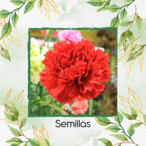 Semillas Orgánicas De Flor Clavel Rojo