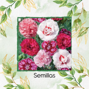 Semillas Orgánicas De Flor Clavel Granadina-Grenadin