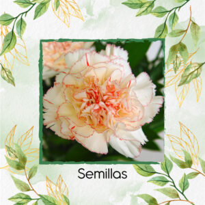 Semillas Orgánicas De Flor Clavel Jaspiado Blanco