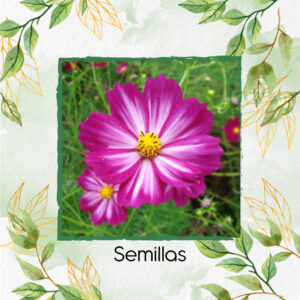 Semillas Orgánicas De Flor Cosmos