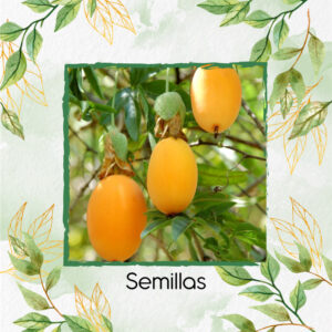 Semillas Orgánicas De Fruta Curuba