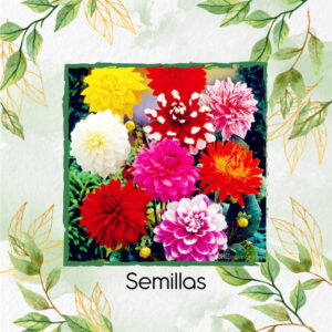 Semillas Orgánicas De Flor Dalia Decorativa