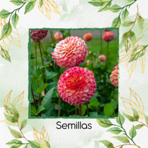 Semillas Orgánicas De Flor Dalia Pompón