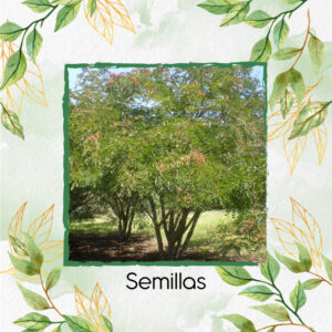 Semillas Orgánicas De Árbol Dividivi