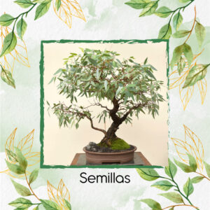 Semillas Orgánicas De Bonsái Eucalipto