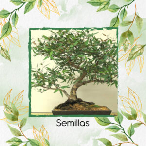 Semillas Orgánicas De Bonsái Eucalipto Camaldulensis