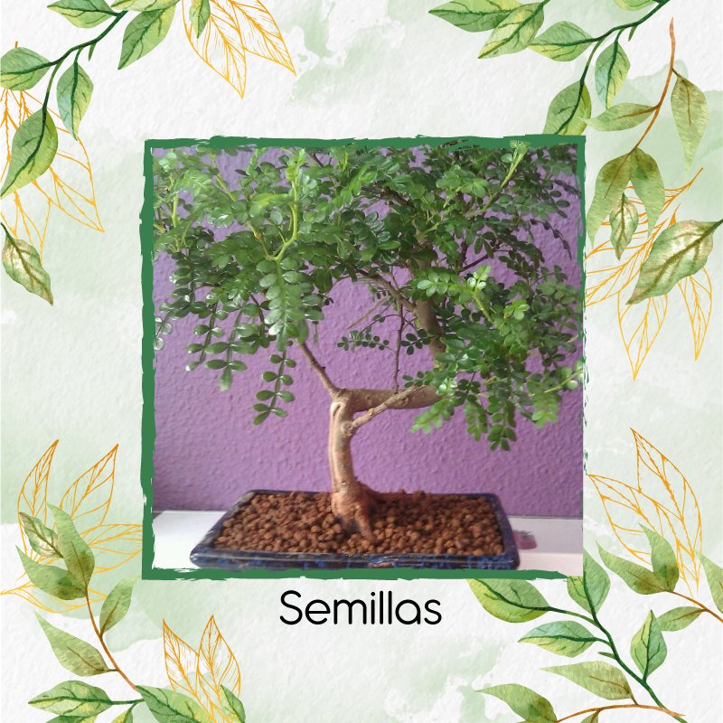 Semillas Orgánicas De Bonsái Falso Pimiento – Garden Green