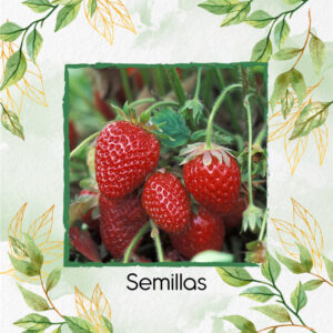Semillas Orgánicas De Fresa