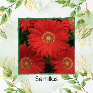 Semillas Orgánicas De Flor Gerbera