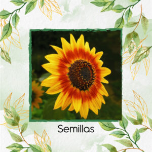 Semillas Orgánicas De Flor Girasol Mix