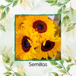 Semillas Orgánicas De Flor Girasol Mix Amarillos