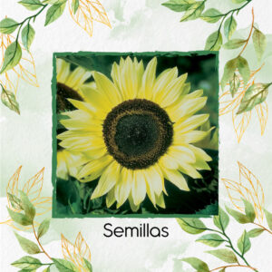 Semillas Orgánicas De Flor Girasol Monshine