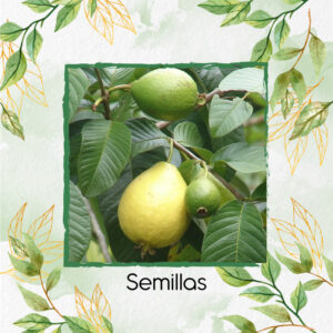 Semillas Orgánicas De Fruta Guayaba