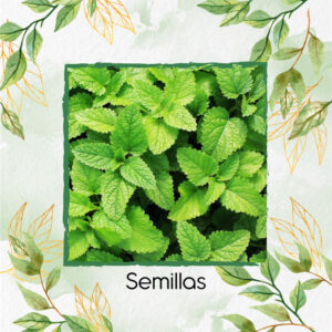Semillas Orgánicas De Hierbabuena Para Maceta O Huerta