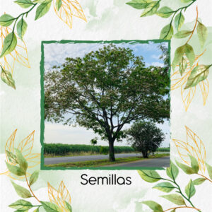 Semillas Orgánicas De Árbol Igua - Nauno