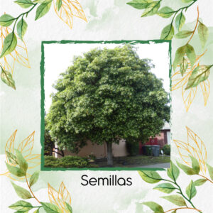 Semillas Orgánicas De Árbol Jazmín Huesito