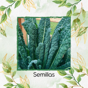 Semillas Orgánicas De Kale Toscano