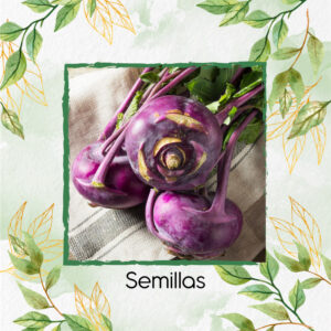 Semillas Orgánicas De Kohlrabi Rojo