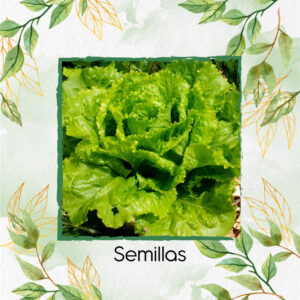 Semillas Orgánicas De Lechuga Batavia En Maceta O Huerta