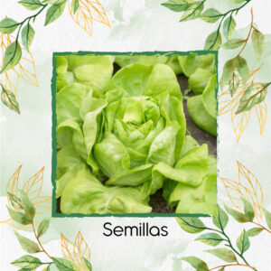 Semillas Orgánicas De Lechuga Boston En Maceta O Huerta