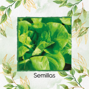 Semillas Orgánicas De Lechuga Lisa