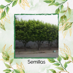 Semillas Orgánicas De Árbol Limón Ornamental