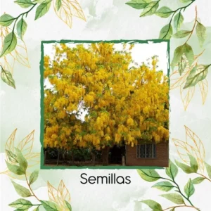 Semillas Orgánicas De Árbol Lluvia De Oro