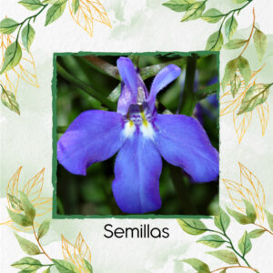 Semillas Orgánicas De Flor Lobelia