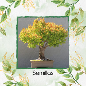 Semillas Orgánicas De Bonsái Matarratón