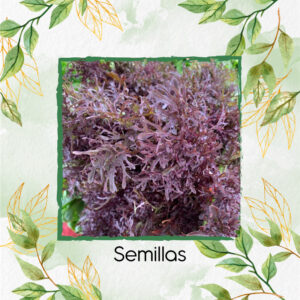 Semillas Orgánicas De Mostaza Mizuna Roja Hoja Delgada