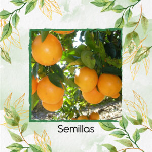 Semillas Orgánicas De Naranja