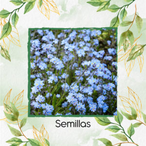 Semillas Orgánicas De Flor No Me Olvides Azul