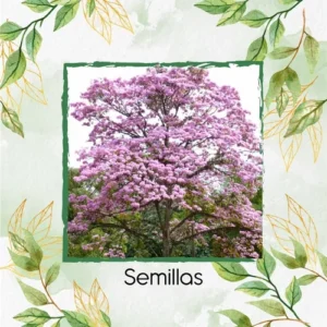 Semillas Orgánicas De Árbol Ocobo