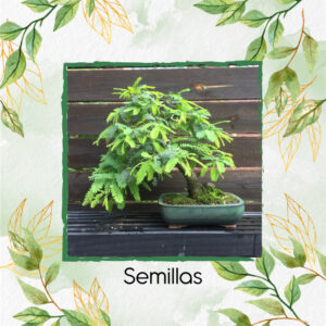 Semillas Orgánicas De Bonsái Orejero