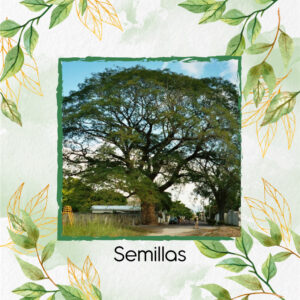 Semillas Orgánicas De Árbol Orejero