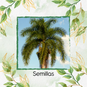 Semillas Orgánicas De Palma Botella