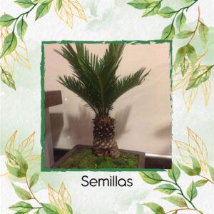 Semillas Orgánicas De Bonsái Palma Real