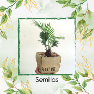 Semillas Orgánicas De Bonsái Palma De Cera