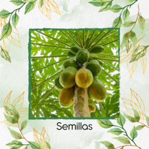 Semillas Orgánicas De Fruta Papaya