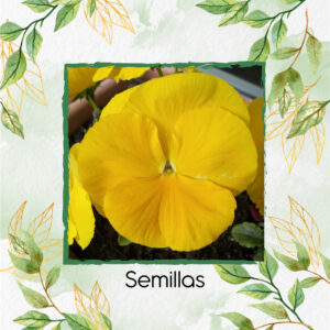 Semillas Orgánicas De Flor Pensamiento Amarillo