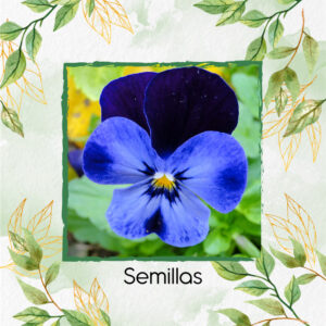Semillas Orgánicas De Flor Pensamiento Azul