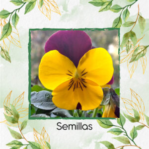 Semillas Orgánicas De Flor Pensamiento Cornuta