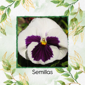 Semillas Orgánicas De Flor Pensamiento Blanco Suizo