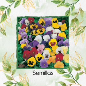 Semillas Orgánicas De Flor Pensamiento Mezcla