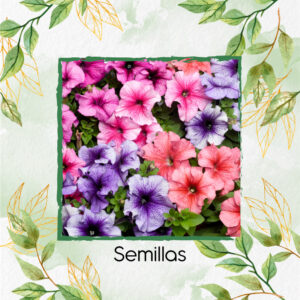 Semillas Orgánicas De Flor Petunia Mezcla