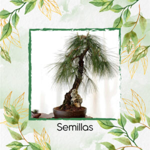 Semillas Orgánicas De Bonsái Pino Pátula