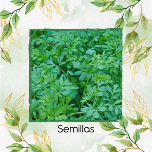 Semillas Orgánicas De Ruda En Maceta O Huerta