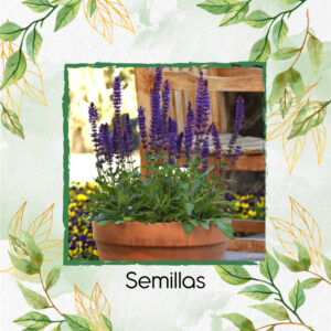 Semillas Orgánicas De Salvia