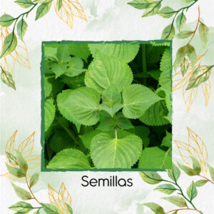 Semillas Orgánicas De Shiso Verde