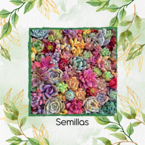 Semillas de Suculentas